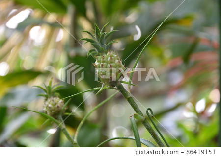 Pineapple baby Pineapple baby 86419151