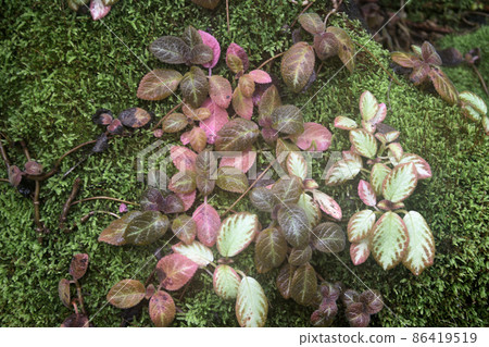 Moss and fern plant Moss and fern plant 86419519