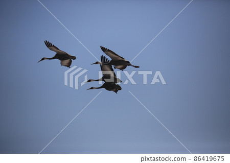Gangwon-do. Cheorwon Crane Village. Red-crowned Crane. Birdwatching 86419675
