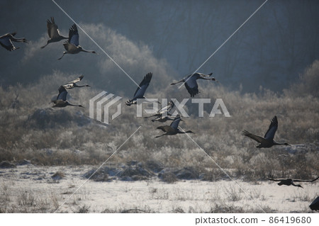 Gangwon-do. Cheorwon Crane Village. Red-crowned Crane. Birdwatching Gangwon-do. Cheorwon Crane Village. Red-crowned Crane. Birdwatching 86419680