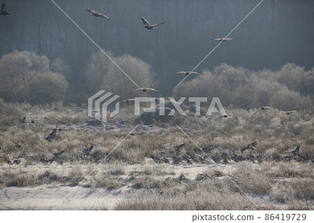 江原道、鐵原鶴村、丹頂鶴、觀鳥 江原道、鐵原鶴村、丹頂鶴、觀鳥 86419729