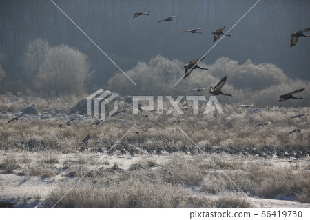 Gangwon-do. Cheorwon Crane Village. Red-crowned Crane. Birdwatching Gangwon-do. Cheorwon Crane Village. Red-crowned Crane. Birdwatching 86419730