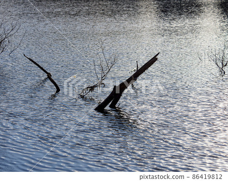 Trees sunk in the pond Trees sunk in the pond 86419812