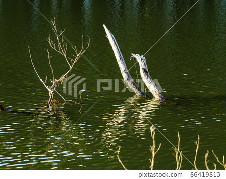 Trees sunk in the pond Trees sunk in the pond 86419813