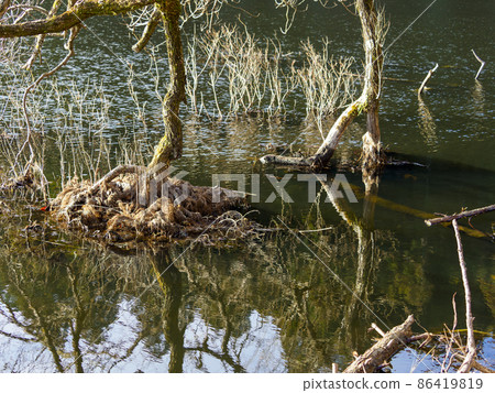 樹木沉沒在池塘里 樹木沉沒在池塘里 86419819