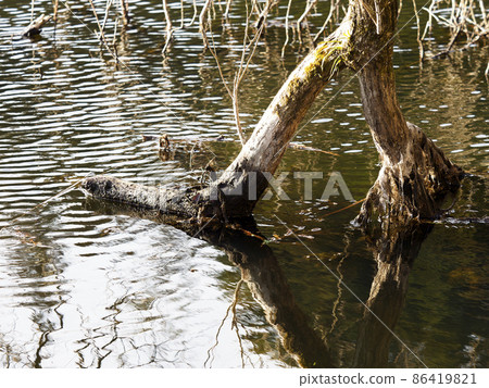 Trees sunk in the pond Trees sunk in the pond 86419821