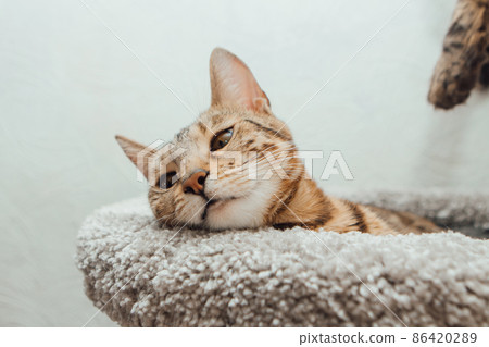 Young cute bengal cat laying on a soft cat's shelf of a cat's house. Young cute bengal cat laying on a soft cat's shelf of a cat's house. 86420289