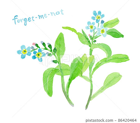 Forget-me-not watercolor illustration Forget-me-not watercolor illustration 86420464