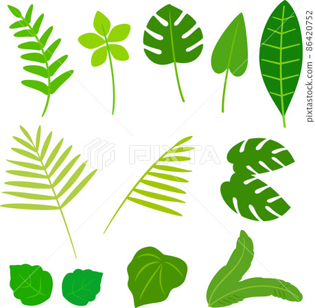 熱帶植物葉插圖集 86420752