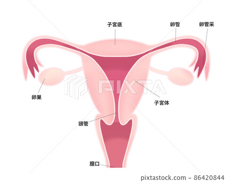 Illustration of the uterus (with letters) Illustration of the uterus (with letters) 86420844