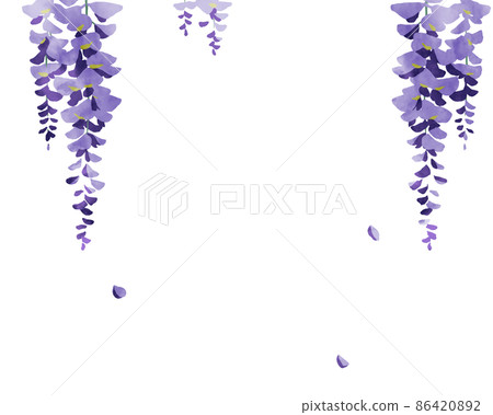 Wisteria flower _ hand-drawn illustration material - Stock Illustration  [86420892] - PIXTA
