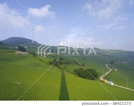 Gangwon-do. Windy Hill. Konaengji. Cabbage Field. 86421173