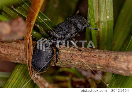Adult Black Queen Turtle Ant 86421464