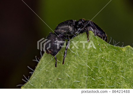Adult Black Queen Turtle Ant 86421488