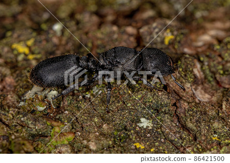 Adult Black Queen Turtle Ant 86421500