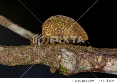 Adult Typical Treehopper 86421506