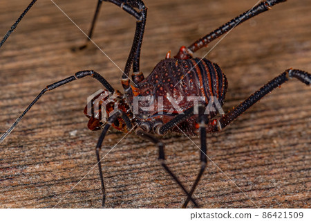 Adult Gonyleptid Harvestmen Adult Gonyleptid Harvestmen 86421509