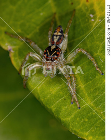 Small Jumping Spider 86421513