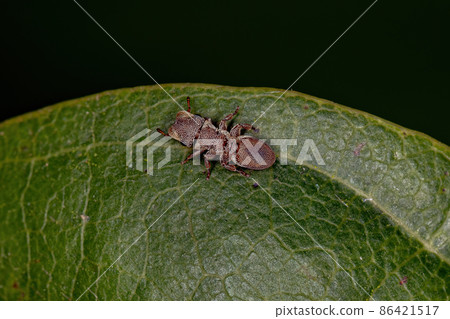 Adult Turtle Ant 86421517