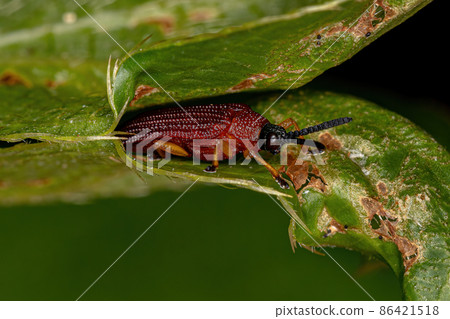 Adult Leaf Beetle 86421518