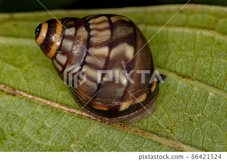 Common Land Snail Common Land Snail 86421524