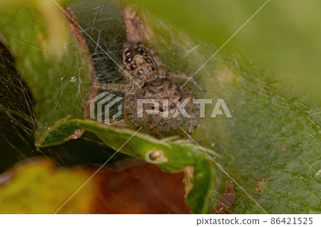 Adult Female Jumping Spider Adult Female Jumping Spider 86421525