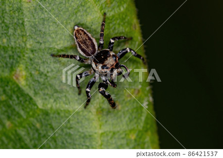 Adult Male Jumping Spider Adult Male Jumping Spider 86421537
