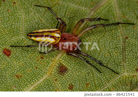 Adult Typical Orbweaver Spider Adult Typical Orbweaver Spider 86421541
