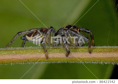 Small Jumping Spider Small Jumping Spider 86421542