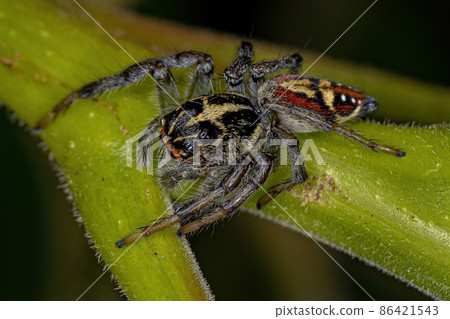 Small Jumping Spider 86421543