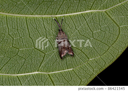 Adult Metalmark Moth 86421545