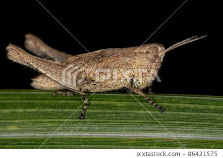 Short-horned Grasshopper Nymph 86421575