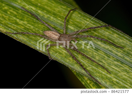 Adult Male Running Crab Spider Adult Male Running Crab Spider 86421577