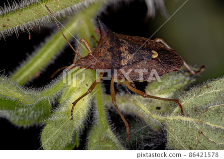 Adult Stink bug Adult Stink bug 86421578