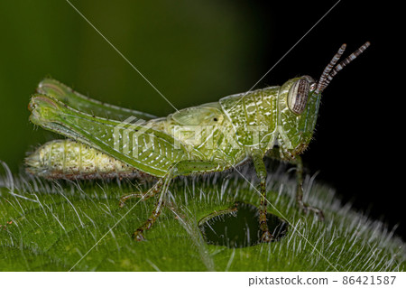 Short-horned Grasshopper Nymph 86421587