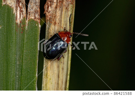 Adult Flea Beetle 86421588