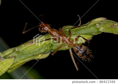 Adult Female Carpenter Ant 86421589