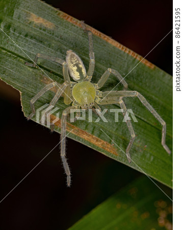 Green Huntsman Spider 86421595