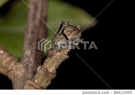 Small Typical Orbweaver Small Typical Orbweaver 86421609