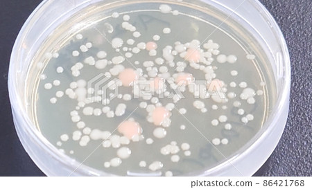 棕櫚胚芽培養皿 86421768