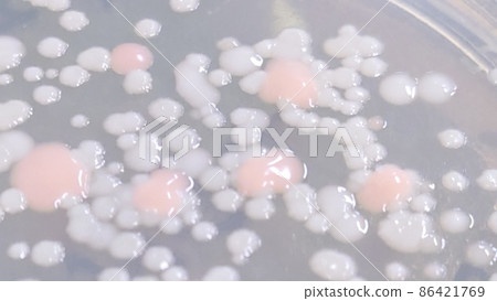 增加手掌中的細菌培養 86421769