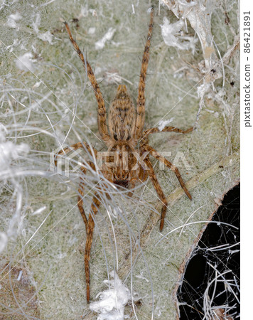 Small Ghost Spider 86421891