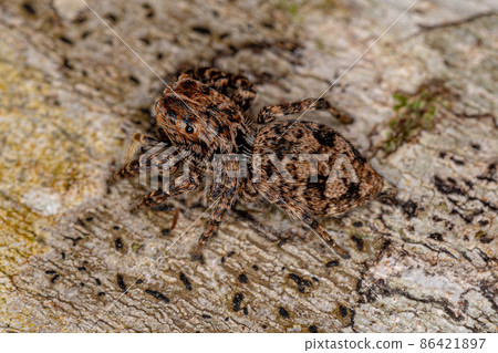 Female Jumping Spider Female Jumping Spider 86421897