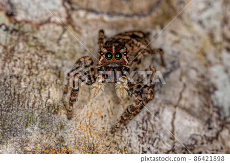 Female Jumping Spider 86421898
