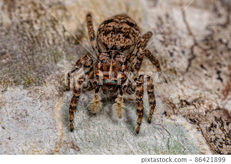 Female Jumping Spider Female Jumping Spider 86421899