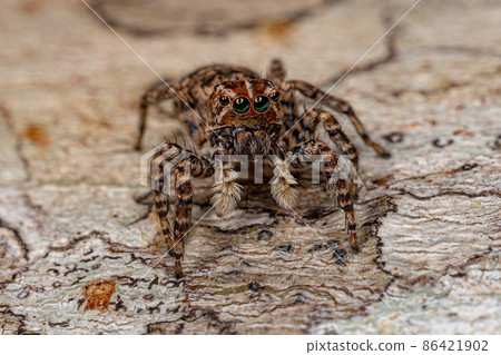 Female Jumping Spider 86421902