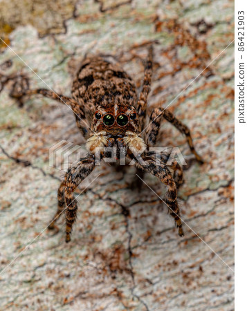 Female Jumping Spider Female Jumping Spider 86421903