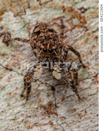Female Jumping Spider 86421904