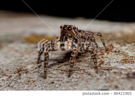 Female Jumping Spider Female Jumping Spider 86421905