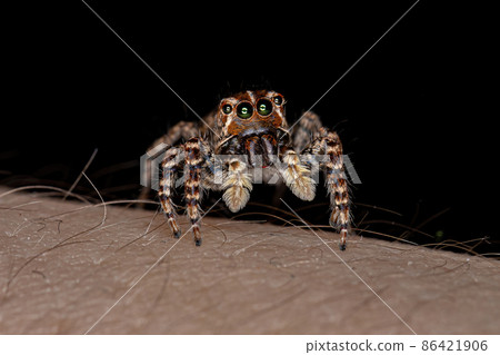 Female Jumping Spider Female Jumping Spider 86421906